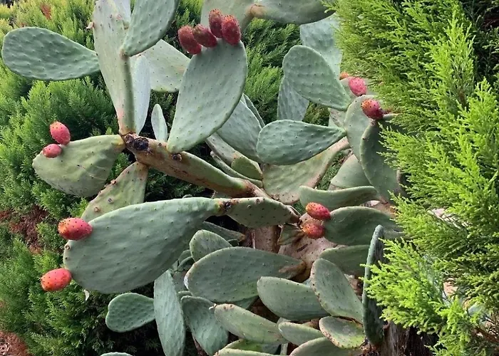 Willa Sevinc Akasya Luxury Milas