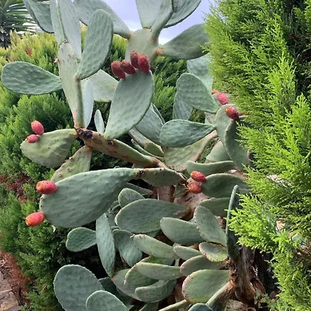 Villa Sevinc Akasya Luxury Milas