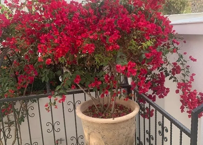 Sevinc Akasya Luxury Vila Milas